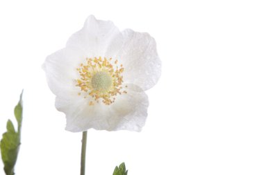 güzel beyaz bir çiçek, anemon