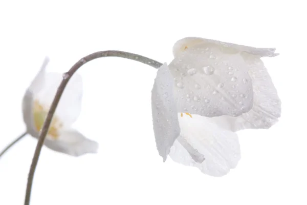 Vackra vita blommor, anemone — Stockfoto