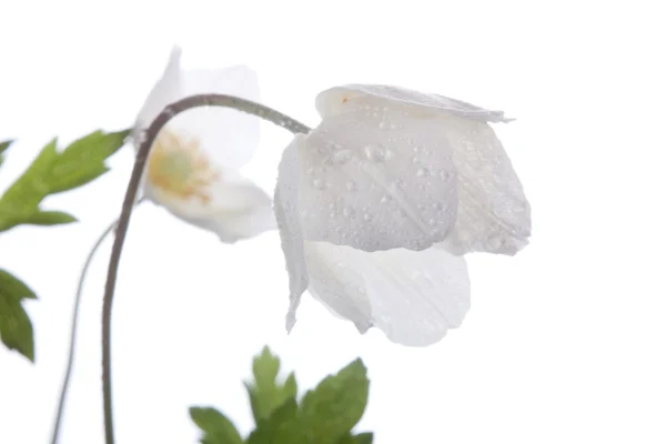 Belles fleurs blanches, anémone — Photo
