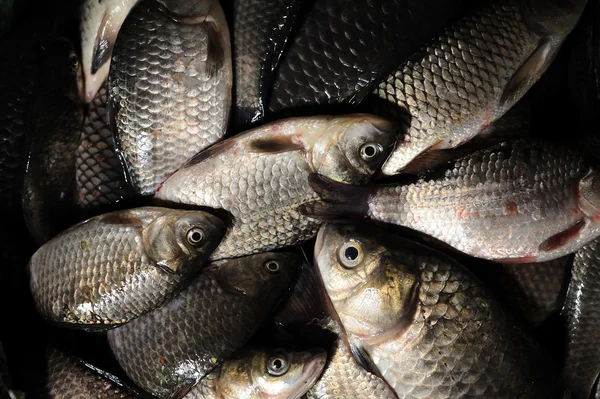 Fresh water fish crucian — Stock Image Fresh water fish crucian Stock Image