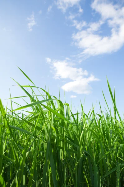 Fresh grass on meadow — Stock Photo, Image