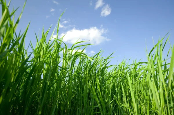 stock image Green Field