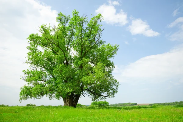 Solitary Tree — Stock Photo, Image