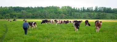 Panoramic cows in a field clipart