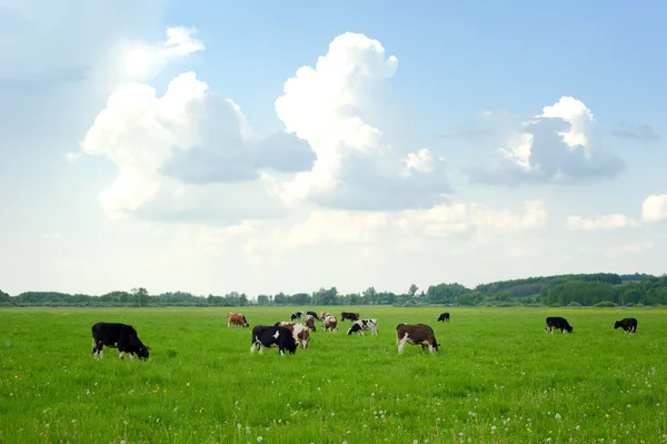 Коровы на зеленых пастбищах — стоковое фото