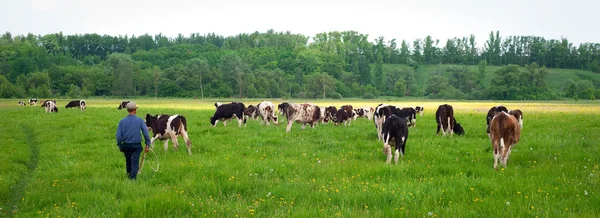 Panoramautsikt över kor i ett fält — Stockfoto