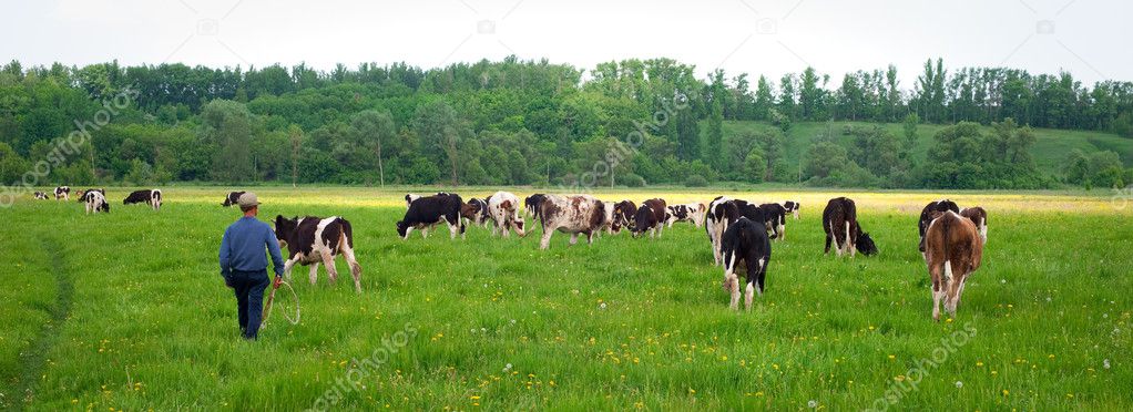 Panoramic cows in a field