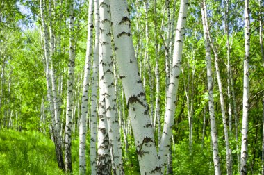 Birch trees clipart