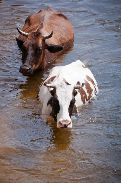 River cow — Stock Photo, Image