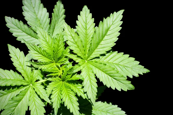 Marihuana-Blätter — Stockfoto