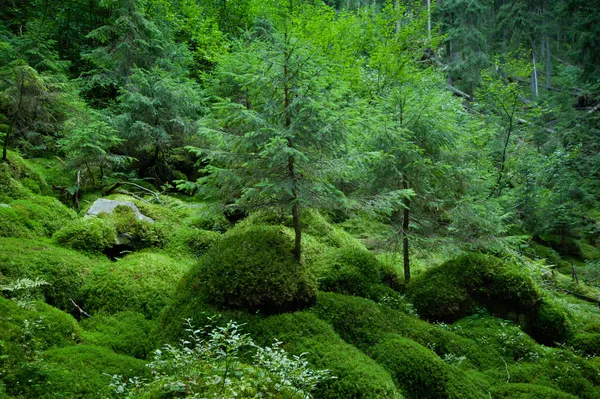 숲 이야기 — 스톡 사진