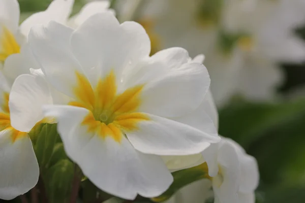 Flor blanca — Foto de Stock