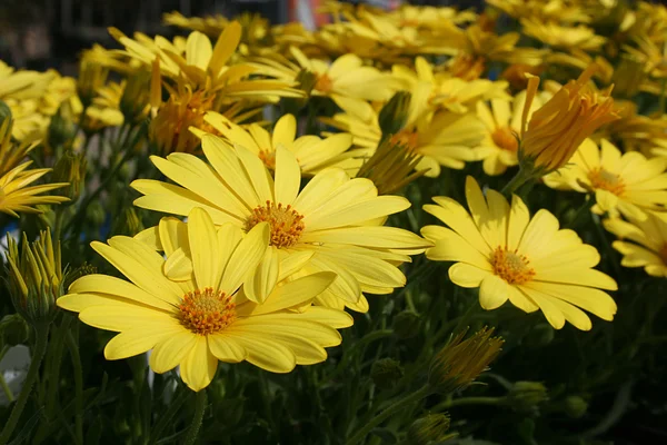 Желтые цветы — стоковое фото