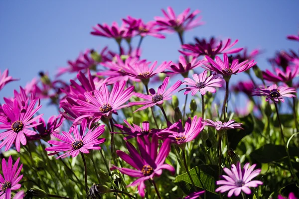 Фиолетовые цветы — стоковое фото