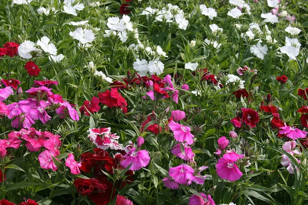 Variedade de flores — Fotografia de Stock