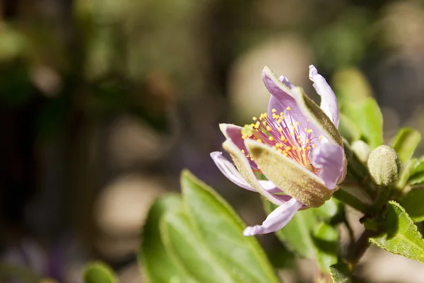 Purple Flower — Stock Photo, Image
