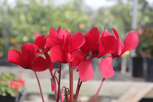 Punaiset kukat — kuvapankkivalokuva