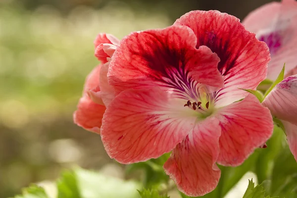 Rode geranium — Stockfoto