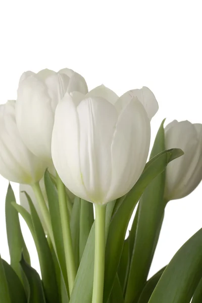 Białe tulipany Obrazek Stockowy