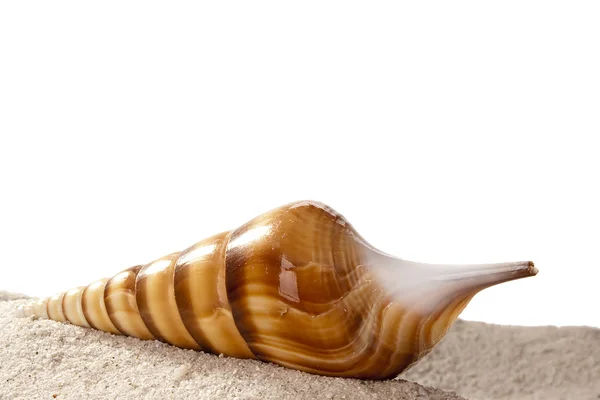 Golden Seashell — Stok fotoğraf