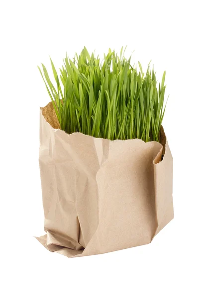 Ekologicznej pszenicy trawa — Zdjęcie stockowe