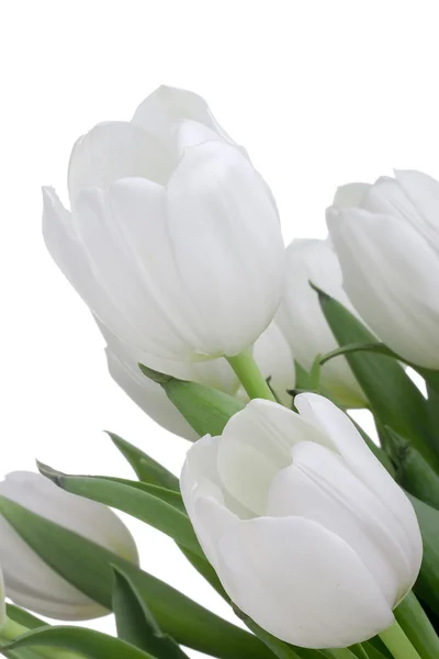 Fehér tulipánok — Stock Fotó