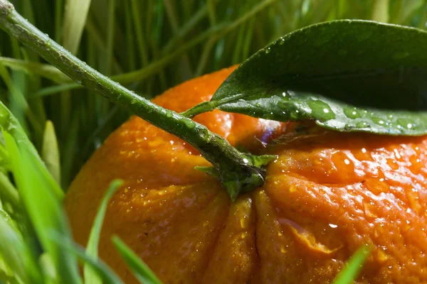 Mandarino arancio — Foto Stock