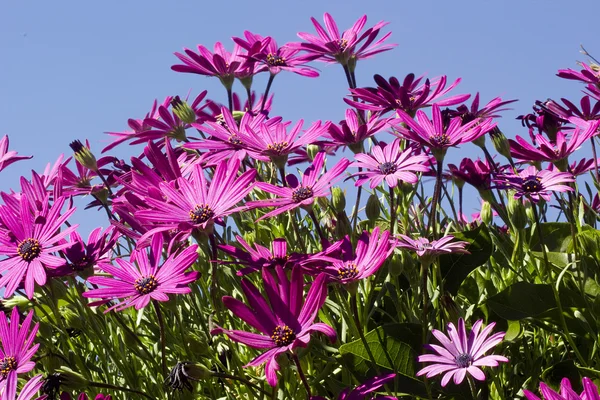 Purple Flowers — Stock Photo, Image