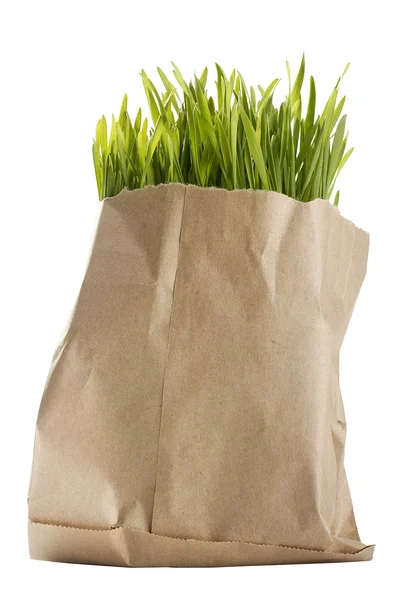 Biologische tarwe gras — Stockfoto