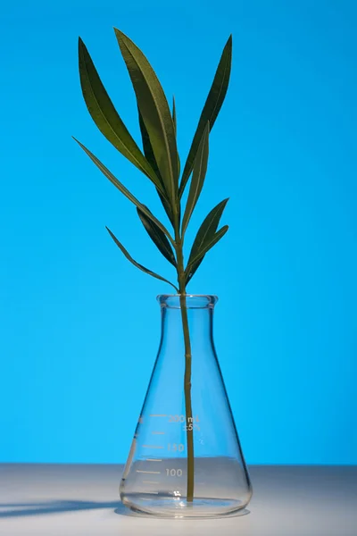 Gren oleander — Stockfoto