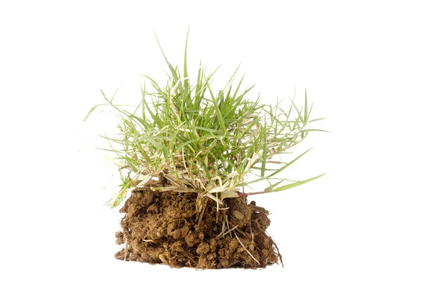 Кусок травы — стоковое фото