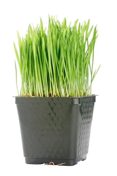 Bio-Weizengras — Stockfoto
