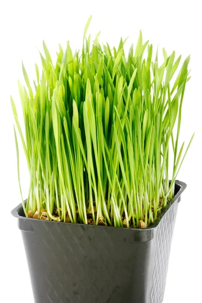Hierba de trigo orgánica — Foto de Stock