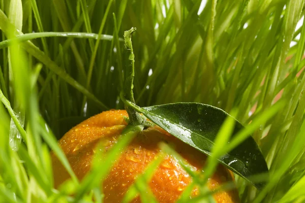 Pomarańczowy mandarynka — Zdjęcie stockowe