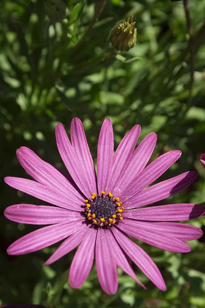 紫色的小花 — 图库照片