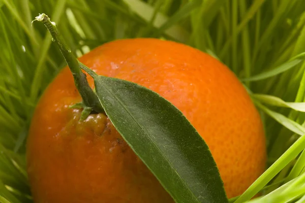 Orange Tangerine — Stock Photo, Image