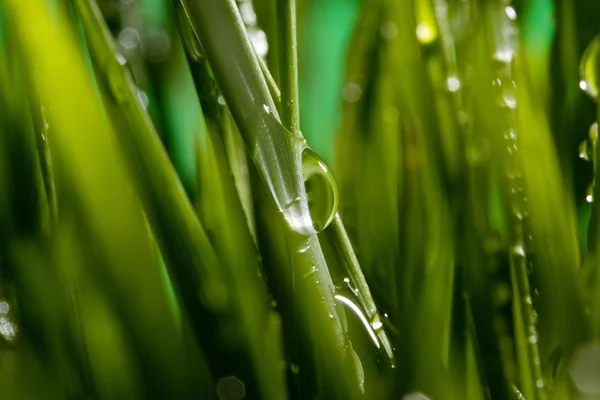 녹색 풀 — 스톡 사진