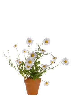 White Daisies clipart