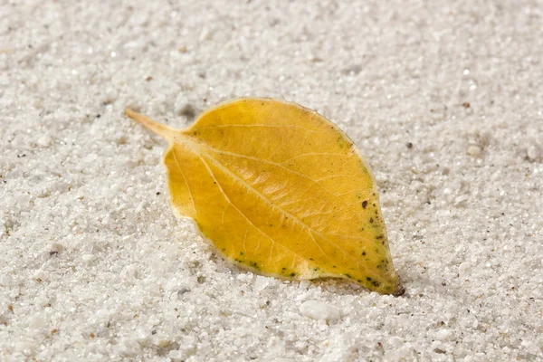 Gelbes Herbstblatt — Stockfoto