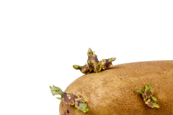 फवारणी केलेले बटाटे — स्टॉक फोटो, इमेज