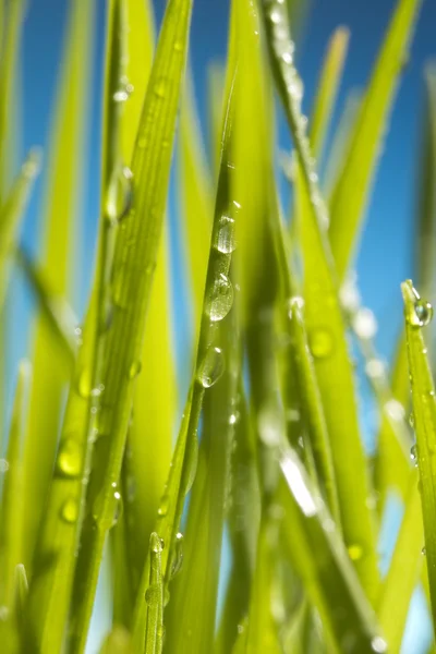 Green Grass — Stock Photo, Image