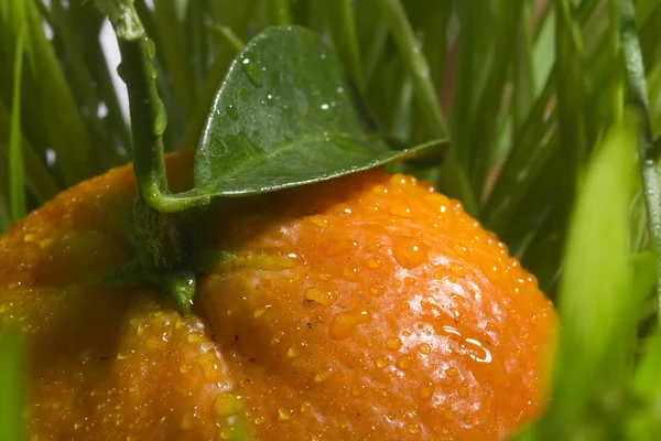 Orange tangerine — Stockfoto