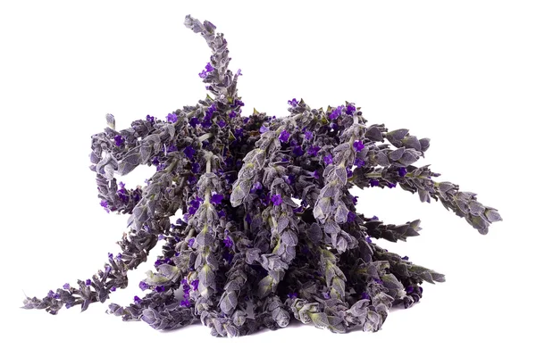 Lavender Flower — Stock Photo, Image