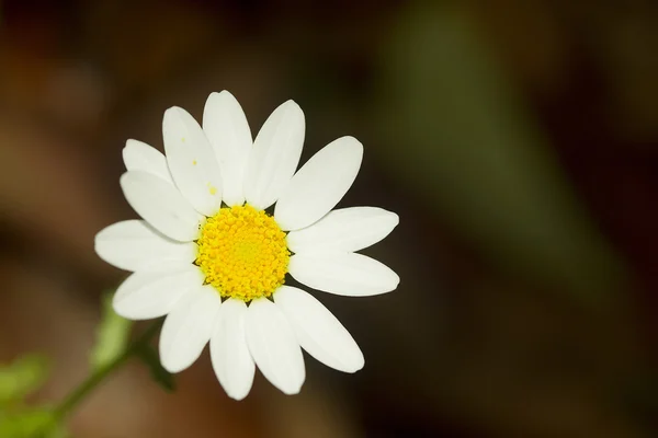Weißes Gänseblümchen — Stockfoto