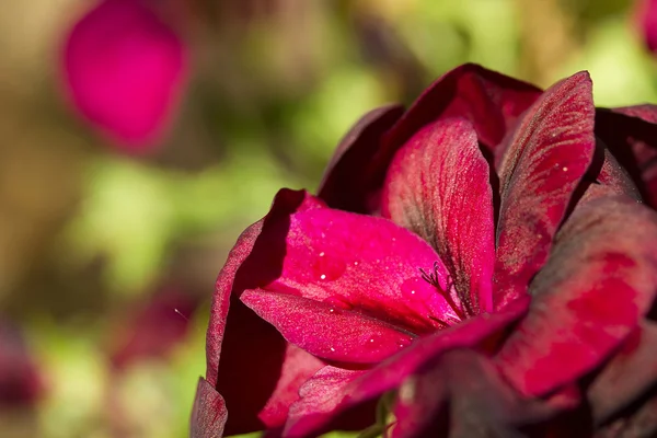 Czerwony geranium — Zdjęcie stockowe