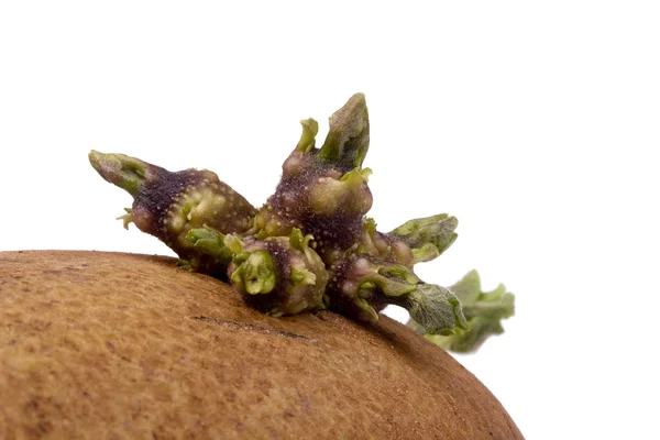 Potato Sprout — Stock Photo, Image