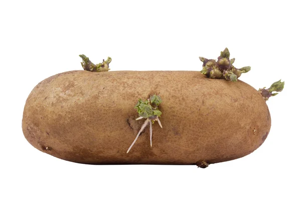 Sprouted Potato — Stock Photo, Image