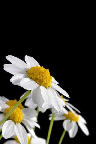 Weißes Gänseblümchen — Stockfoto