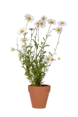 White Daisies clipart