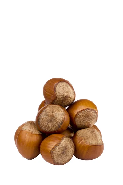 Brown Hazelnuts — Stock Photo, Image